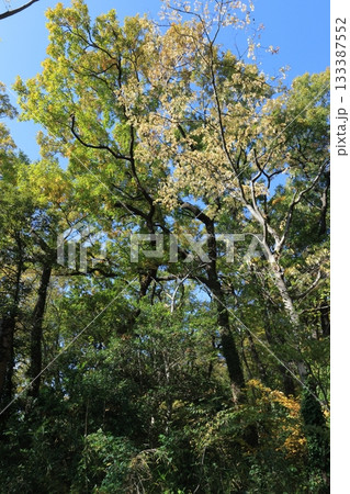 自然 植物 イヌザクラ、十一月下旬の姿。黄葉した葉が長く枝に残り季節外れの花の様です 自然 植物 イヌザクラ、十一月下旬の姿。黄葉した葉が長く枝に残り季節外れの花の様です 133387552