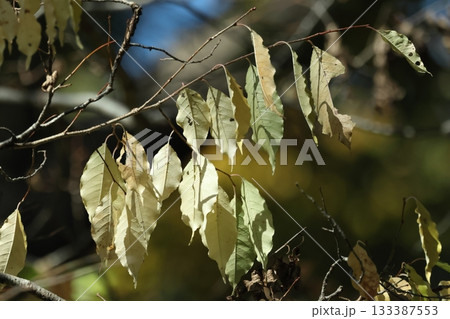 自然 植物 イヌザクラ、黄葉した葉です。この色でしっかり色付いた状態 自然 植物 イヌザクラ、黄葉した葉です。この色でしっかり色付いた状態 133387553
