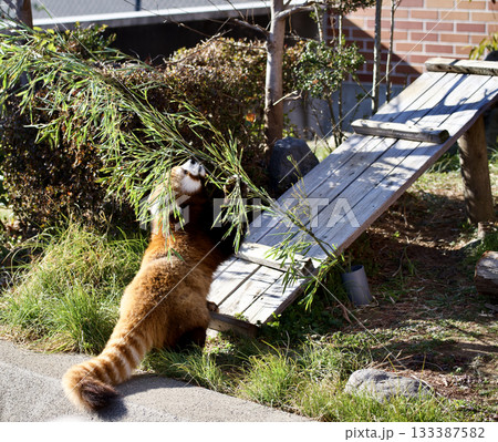 レッサーパンダ 133387582
