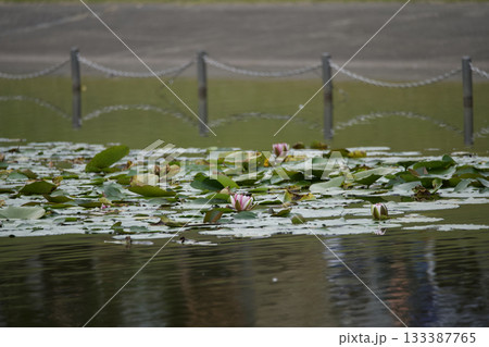 ハスの花 133387765
