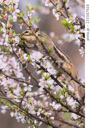 ウメの木に止まる栗鼠 ウメの木に止まる栗鼠 133387928