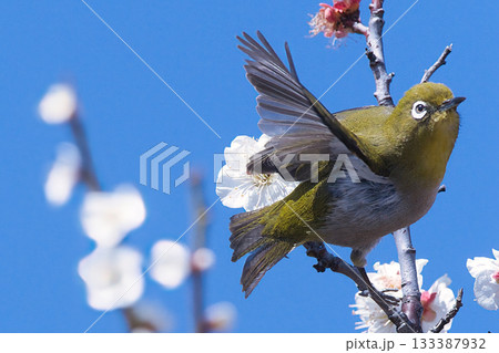 梅の枝を飛ぶメジロ 梅の枝を飛ぶメジロ 133387932
