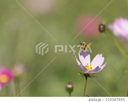 コスモスの蜜を集めるミツバチ 133387935