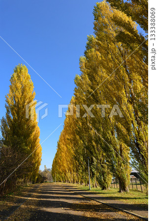 北大平成ポプラ並木の黄葉_6046 133388069