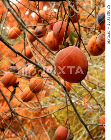 柿の実 柿の実 133388625