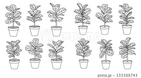 Collection of potted fiddle leaf fig plants in outline style for indoor gardening or home decor 133388743