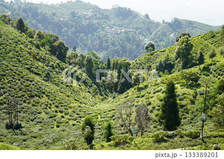 Lush Green Tea Plantation Terraces on Rolling Darjeeling Mountain Landscape in India Lush Green Tea Plantation Terraces on Rolling Darjeeling Mountain Landscape in India 133389201