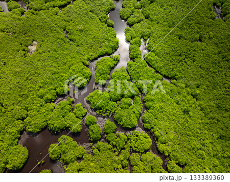 Drone view of dense mangrove forest with winding river channels under a bright sky. Siargao, Philippines. 133389360