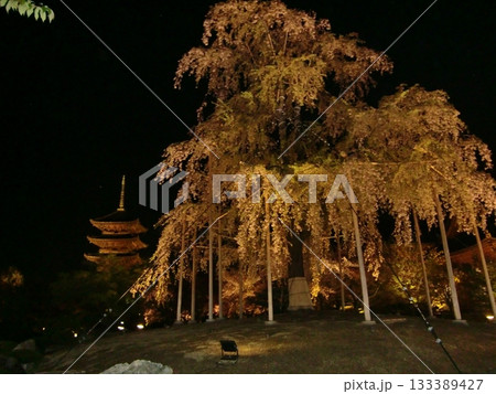 東寺 東寺 133389427