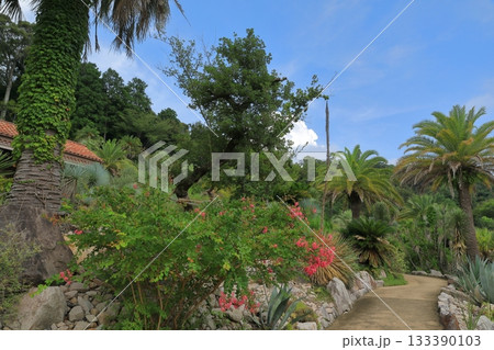 北川村モネの庭のボルディゲラの庭の風景 133390103