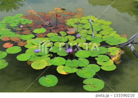 北川村モネの庭の水の庭の池に咲く睡蓮の花 133390210