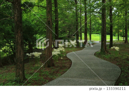 北川村モネの庭の白い彼岸花が咲く森の小道の風景 133390211