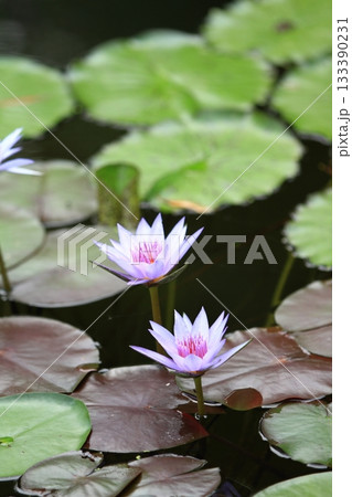 満開の二輪の美しい睡蓮の花 満開の二輪の美しい睡蓮の花 133390231