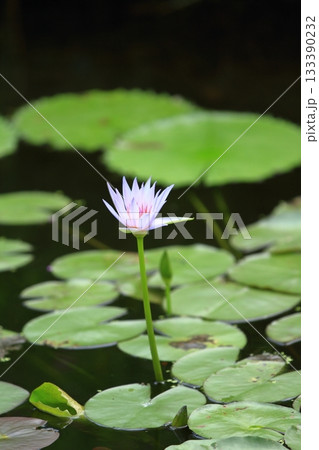 水面から真っすぐに伸びた睡蓮の花 133390232