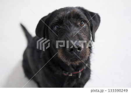 見上げる黒い犬 133390249