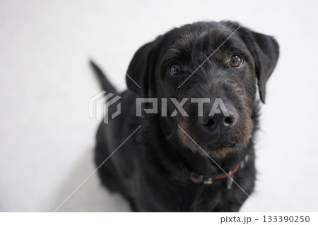 見上げる黒い犬 133390250