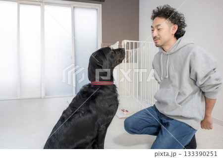 お部屋で犬のしつけ（訓練や躾）をする大型犬　お部屋でのトレーニングも大事 133390251