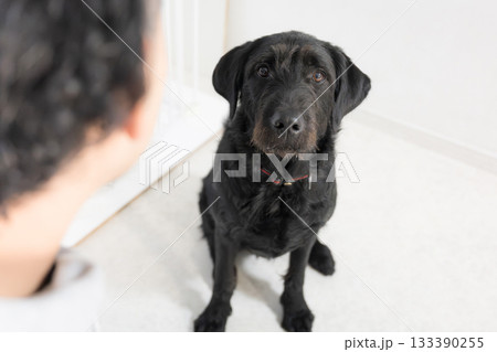 お部屋で犬のしつけ(訓練や躾)やトレーニングをする大型犬 飼い主に注目して見つめるかわいい お部屋で犬のしつけ(訓練や躾)やトレーニングをする大型犬 飼い主に注目して見つめるかわいい 133390255