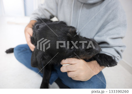 ガジガジかじる、噛む大型犬 かみかみ欲求の解消 ガジガジかじる、噛む大型犬 かみかみ欲求の解消 133390260