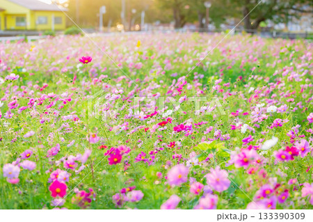 夕暮れ時ピンク色のコスモス満開の花畑 133390309