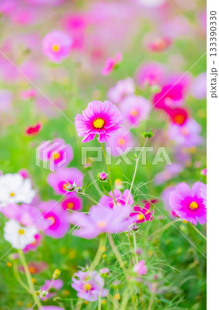 満開のコスモス畑に咲くピンク色のコスモス 133390330