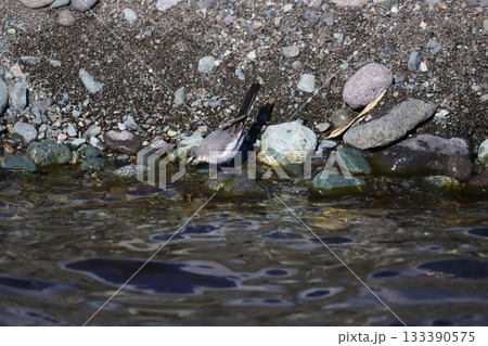水を飲むハクセキレイ 133390575
