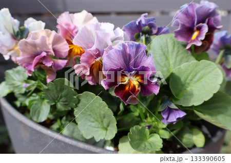 おしゃれな花色のフリルビオラ おしゃれな花色のフリルビオラ 133390605