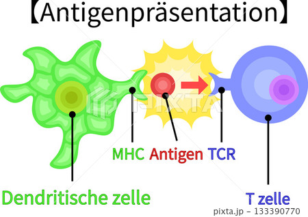抗原提示　イラスト　ドイツ語　背景なし 133390770