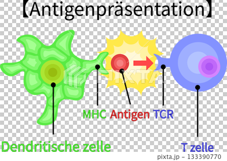 抗原呈現插圖（德語，無背景） 133390770