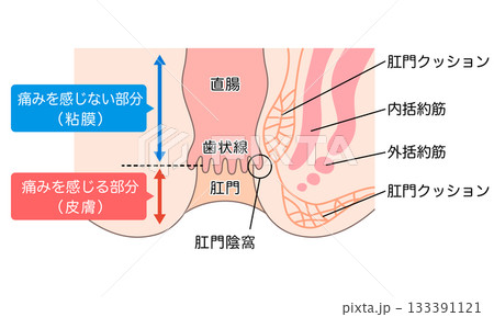 肛門の構造 直腸・肛門 断面図 肛門の構造 直腸・肛門 断面図 133391121