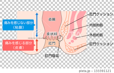 Structure of the anus: Cross section of the rectum and anus 133391121