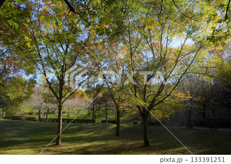 知多市旭公園の遊歩道 知多市旭公園の遊歩道 133391251