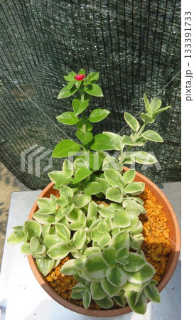 ベビーサンローズ、ハナツルソウ、 133391733