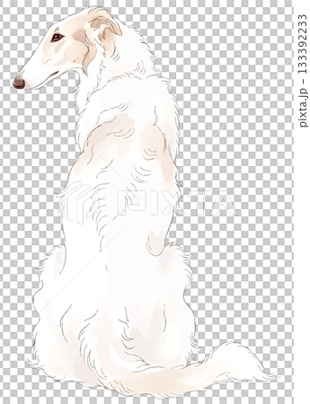 Borzoi turning around 133392233