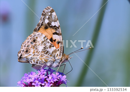 吸蜜するヒメアカタテハ 吸蜜するヒメアカタテハ 133392534
