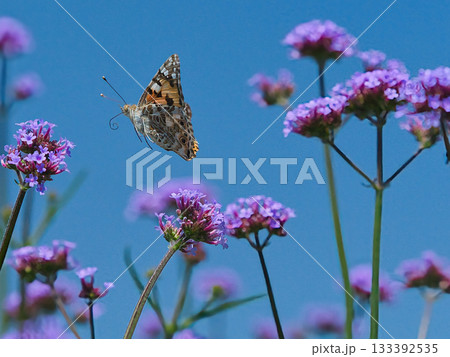 蜜を吸うヒメアカタテハ 133392535