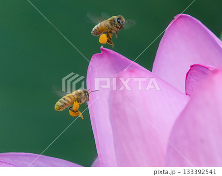 蓮の花に来たミツバチ 蓮の花に来たミツバチ 133392541