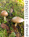 テングダケ・ツヤ張りの良い茶色の傘に白い斑点の大きなキノコ二本、日本の秋の山林 133392542