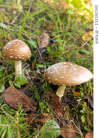 テングダケ・ツヤ張りの良い茶色の傘に白い斑点の大きなキノコ二本、日本の秋の山林 133392542