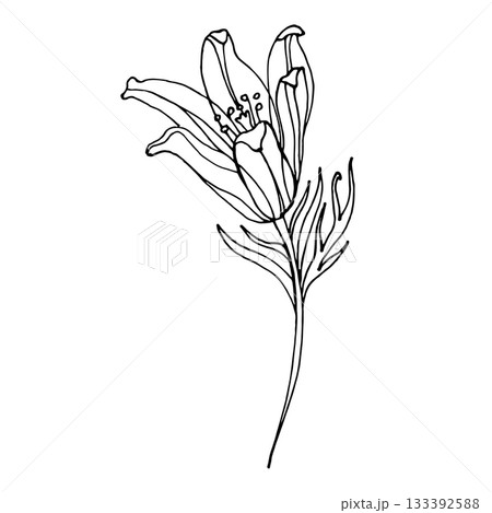 Elegant line art illustration of pasque flowers with delicate petals and slender stems. Ideal for coloring books, botanical studies, floral branding, spring designs and minimalistic nature projects. 133392588