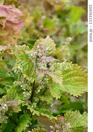 植物・シソ　シソ科 133392605
