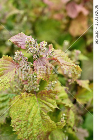 植物・シソ シソ科 植物・シソ シソ科 133392606