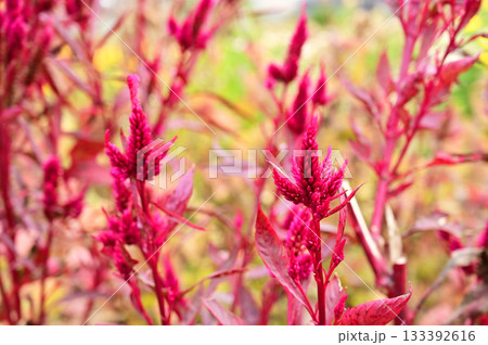 植物・ケイトウ ヒユ科 植物・ケイトウ ヒユ科 133392616
