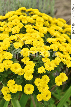植物・マリーゴールド　キク科 133392617