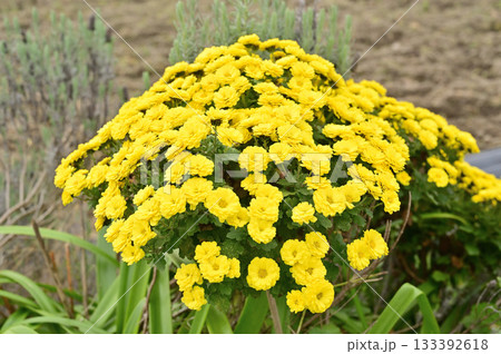 植物・マリーゴールド　キク科 133392618
