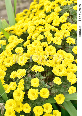 植物・マリーゴールド　キク科 133392620