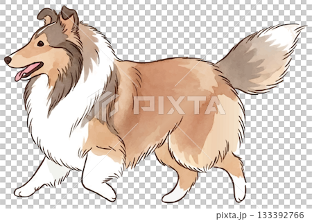 喜樂蒂犬快樂地奔跑著 133392766