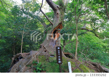 【大分県】国東半島の文殊仙寺の御神木（千年欅） 133393202