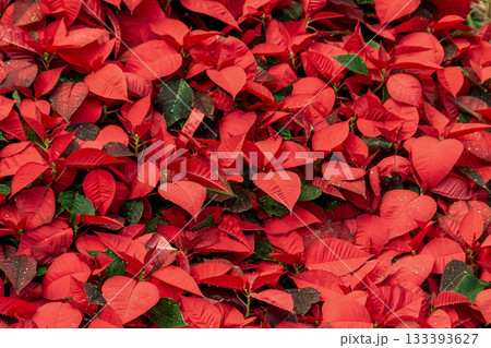 赤く色付いたポインセチアの群生【和名はショウジョウボク】 133393627