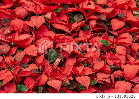 赤く色付いたポインセチアの群生【和名はショウジョウボク】 133393628